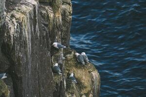 Seabirds Perched on a Rocky Cliff Overlooking the Ocean. photo