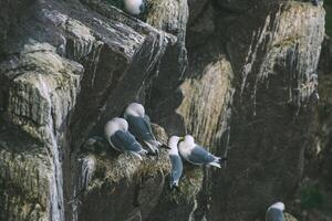 Coastal Cliffs with Nesting Seabirds in Natural Habitat. photo
