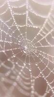 Delicate Dew on Spider Web. Intricate Patterns and Morning Light photo