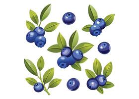 blueberries set of white background vector