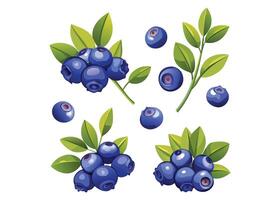 blueberries set of white background vector