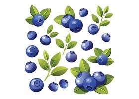 blueberry fruit and leaves illustration vector