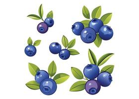 blueberries on a branch with leaves vector