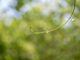 Tip of Cowslip creeper Vine in nature bokeh background photo