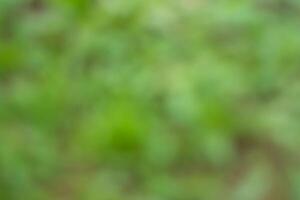 Natural outdoors bokeh background in green and yellow tones, Blurred green tree leaf background with bokeh photo