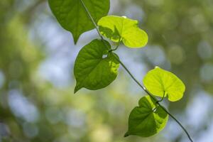 Vine of Cowslip creeper in nature bokeh background photo