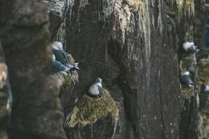 Cliffside Nesting Birds Seabirds Perched on Rugged Coastal Rocks. photo