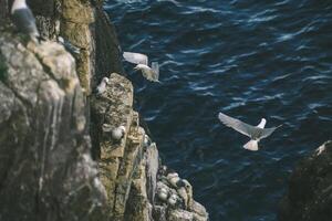 Seabirds Soaring and Perching on Rocky Cliff above Ocean. photo