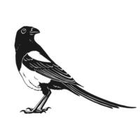Magpie, bird. Hand drawn illustration on white background vector