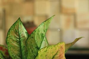Closeup of a variegated leaf with a spiderweb in the background. photo