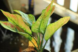 Closeup of green, yellow, and red patterned leaves on a houseplant. photo