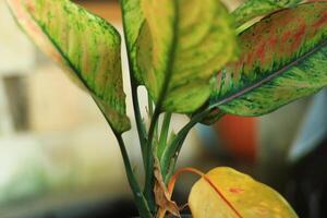 Close-up of vibrant green, red, and yellow patterned leaves. photo
