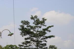 A tall tree with green leaves against a blue sky with white clouds. photo