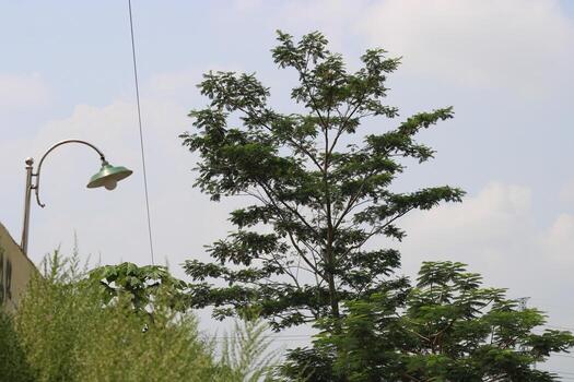 A leafy tree with a streetlight in the background against a cloudy sky. photo