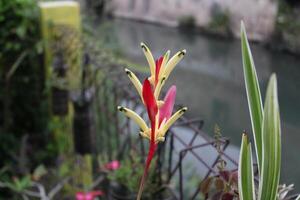 Close-up of a vibrant red and yellow flower with green leaves in the background. photo