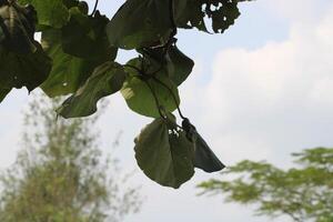 Close-up of green leaves against a cloudy sky. photo