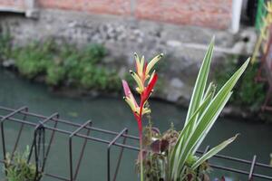 Red and yellow flower blooming by a river. photo