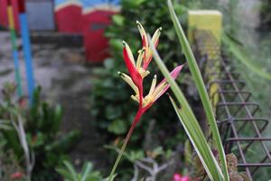 A close-up of a red and yellow flower with a blurred background. photo