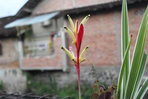 Close-up of a vibrant red and yellow flower with green leaves against a blurred background. photo