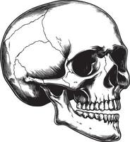 Skull skeleton head side view linear black vector