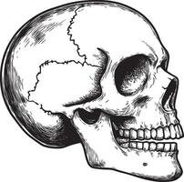 Skull skeleton head side view linear black vector