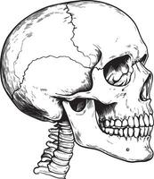 Skull skeleton head side view linear black vector