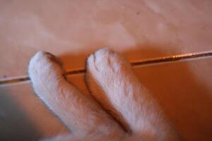 Close up of white cat paws. photo