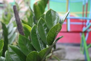 Lush green leaves with a blurred background of colorful objects. photo