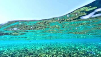 Slow motion view of the coral reef, under the surface of the water with wave video