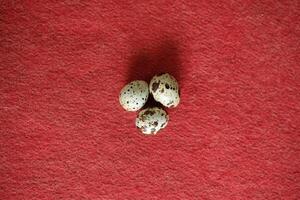 Three speckled quail eggs on red background. photo