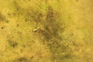 Abstract yellow and green textured background. photo
