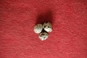 Three spotted quail eggs on a red background. photo