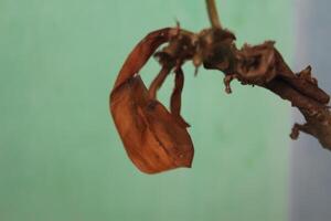 A single brown leaf hangs from a branch against a green background. photo