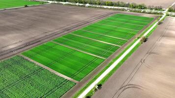 Flight over an agricultural field where samples of wheat and rye varieties are sown. Cultivation of various varieties of wheat and rye for research. Young wheat that sprouted in early spring. video