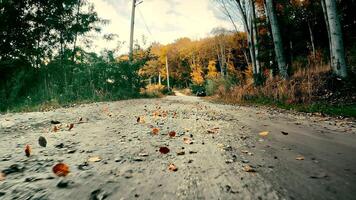 Visão a partir de a traseiro Parachoque do uma carro em uma sujeira estrada dentro a floresta às Rapidez dentro lento movimento. folhas subir a partir de a vento video