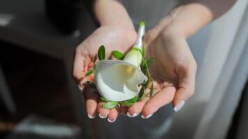 Bride holding a single white flower in her hands. A close-up shot of the bride's hands holding a single white flower, carefully wrapped with green leaves. video