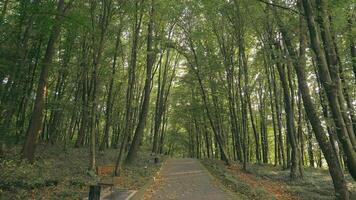 Serene forest pathway surrounded by tall green trees. A tranquil forest pathway lined with tall, lush green trees, creating a peaceful and scenic environment. video