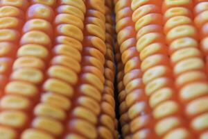 Ripe Dried Corn Cobs for Harvest and Agriculture Use photo
