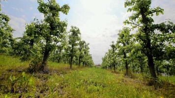 A young apple orchard on a sunny spring day. video