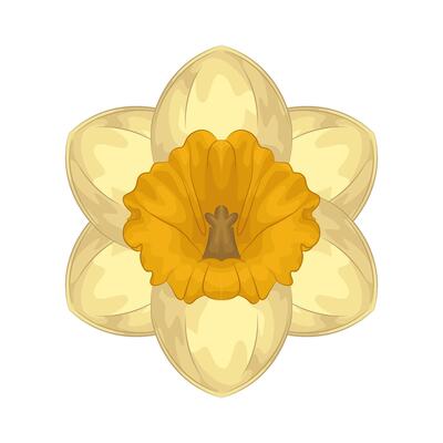 Illustration of Daffodil flower