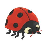Illustration of ladybug vector