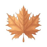 Illustration of autumn leaf vector