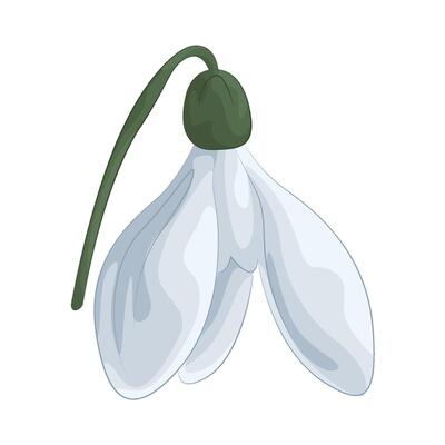 Illustration of snowdrop flower