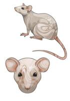 Illustration of a light-colored house rat with a spot on its side vector