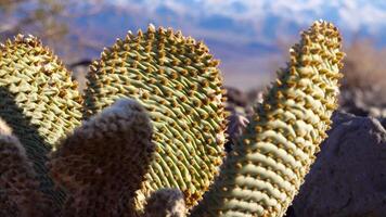 Cacti of California. Bunny-ears prickly pear Opuntia microdasys, desert wintering reddened in the sun video