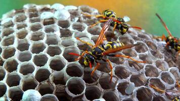 Paper wasp Polistes gallicus - Wasp nest with larvae and pupae in paper honeycomb video