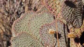 Cacti in the Arizona desert. Golden prickly pear Opuntia aurea, O. basilaris var. aurea video