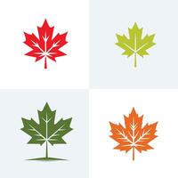 Four different maple leaves on white background vector