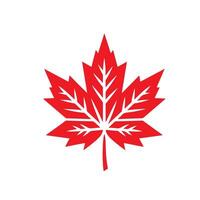 A red maple leaf on a white background vector