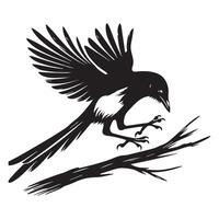 Black and white illustration of a magpie on a branch vector